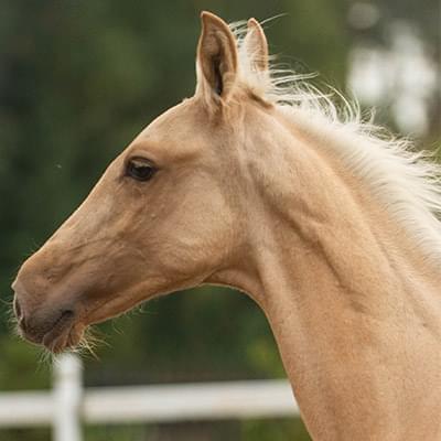 zdjecie jasnego konia z blisk