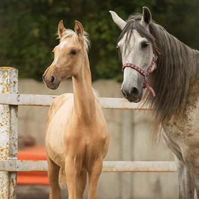 dwa jasne konie stojące obok siebie na tle drzew i ogrodzenia