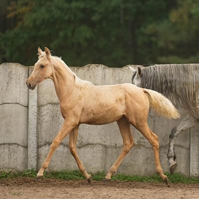 dwa jasne konie poruszające się razem na tle betonowego ogrodzenia i drzew