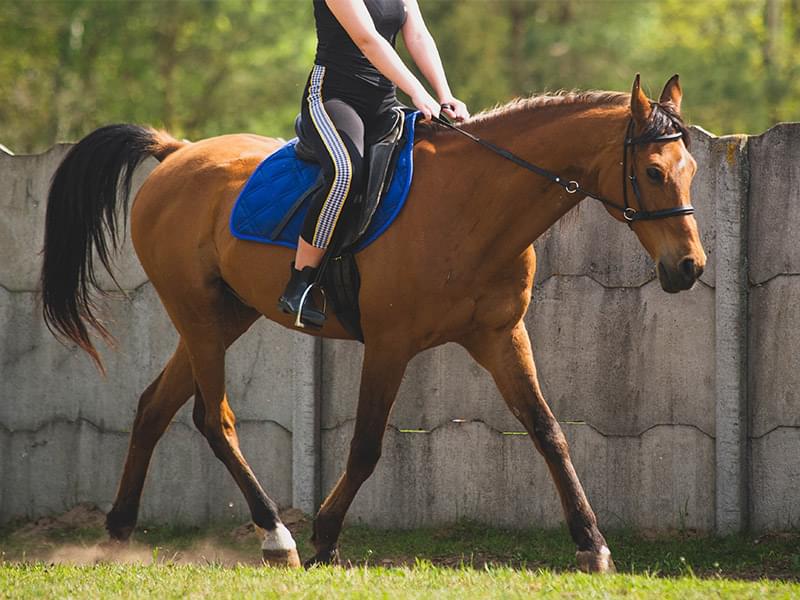 brązowy koń na którym siedzi jeździec